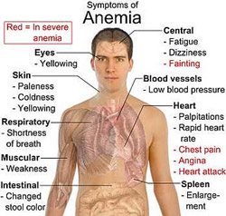 measurement of haemoglobin is mandatory to establish the diagnosis of anaemia