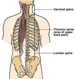 Twelve vertebrae in the middle of the spine with ribs attached make up the thoracic spine.